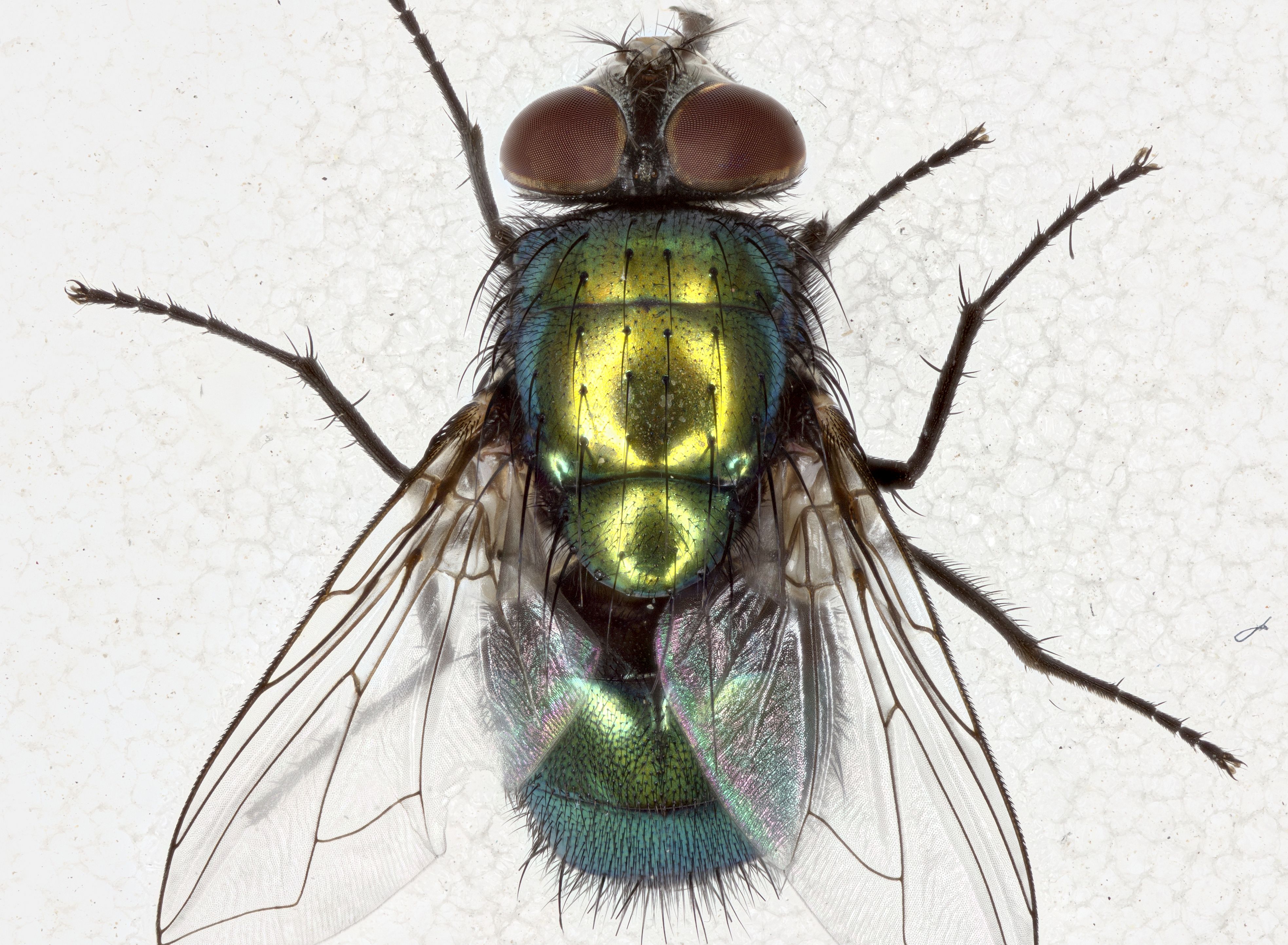 döglégy kártevőirtás