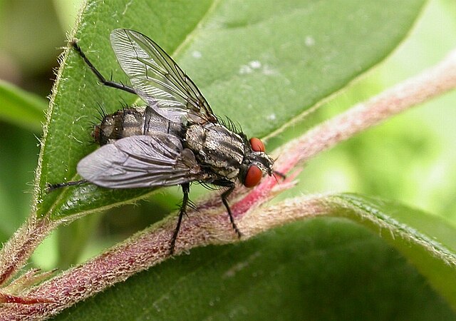 Húslégy kártevőirtás